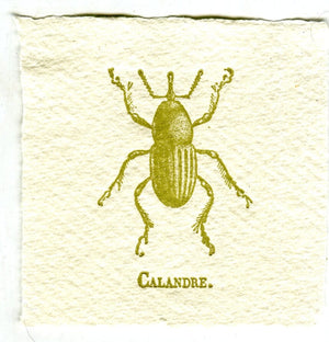 Mini Letterpress Cards from Le Vocabulaire Illustré Note Card Papillon Press Beetle - weevil - green 