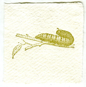 Mini Letterpress Cards from Le Vocabulaire Illustré Note Card Papillon Press Caterpillar - green 