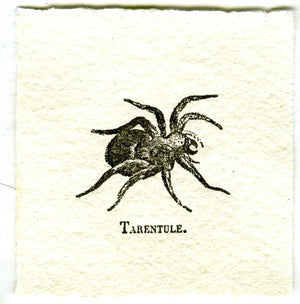 Mini Letterpress Cards from Le Vocabulaire Illustré Note Card Papillon Press Tarantula - gray 