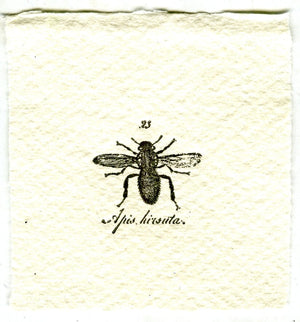 Mini Letterpress Cards from Le Vocabulaire Illustré Note Card Papillon Press Bee - Apis 23 - gray 