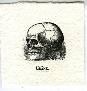 Mini Letterpress Cards from Le Vocabulaire Illustré Note Card Papillon Press Skull - black 