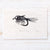Fly Fishing Print - Pheasant Tail Nymph Art Print Papillon Press 